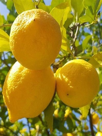 Meyveli Bodur Yediveren Limon